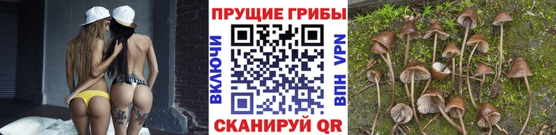 Галлюциногенные грибы Cubensis  Купить  Циолковский 